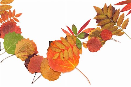 fall aspen leaves - Autumn sheet strewn in heap on white background Stock Photo - Budget Royalty-Free & Subscription, Code: 400-04285602