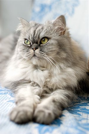 puss - Persian cat lying on blue and white blanket Stock Photo - Budget Royalty-Free & Subscription, Code: 400-04285637