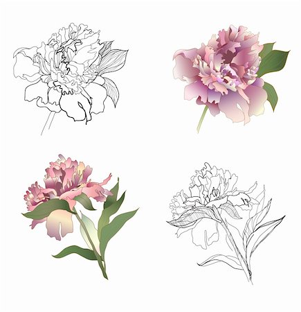 peonies illustration - peony black & white and coloured set Stock Photo - Budget Royalty-Free & Subscription, Code: 400-04285729