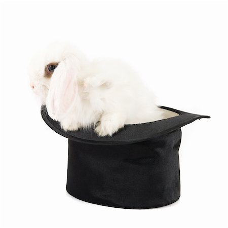 simsearch:400-04322840,k - Little rabbit at black hat isolated on a white background Foto de stock - Super Valor sin royalties y Suscripción, Código: 400-04285830