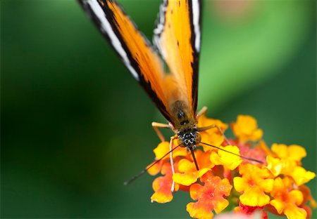 simsearch:400-06555366,k - the butterfly fall on the flower in a garden outdoor. Fotografie stock - Microstock e Abbonamento, Codice: 400-04285850