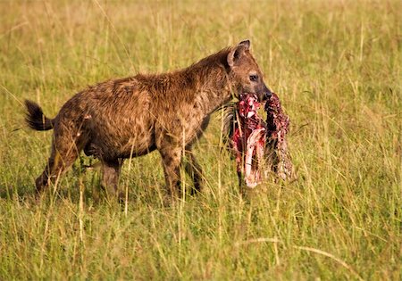 simsearch:400-03949532,k - an alpha female hyaena with the head of a killed wildbeast Fotografie stock - Microstock e Abbonamento, Codice: 400-04286035