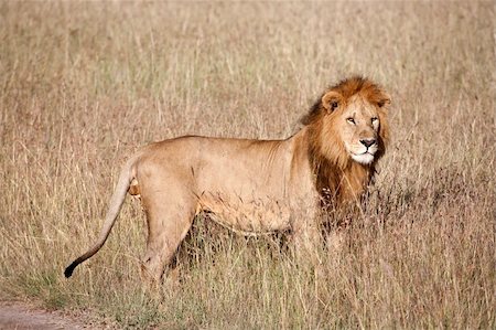 a male lion stands in masai mara plains Photographie de stock - Aubaine LD & Abonnement, Code: 400-04286038