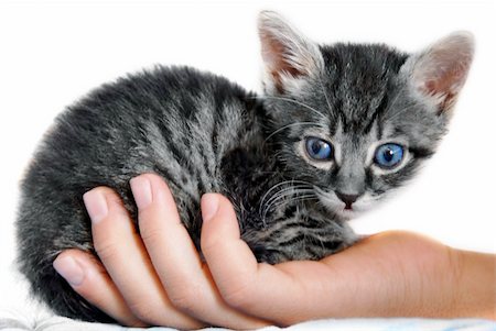 little gray kitty blue eyes on child hand isolated over white Photographie de stock - Aubaine LD & Abonnement, Code: 400-04286093