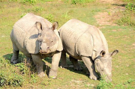 simsearch:400-03949532,k - Closeup view of wild rhino in Nepal Fotografie stock - Microstock e Abbonamento, Codice: 400-04286101