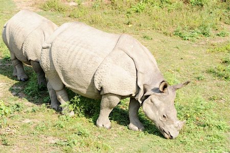 simsearch:400-03949532,k - Closeup view of wild rhino in Nepal Fotografie stock - Microstock e Abbonamento, Codice: 400-04286102