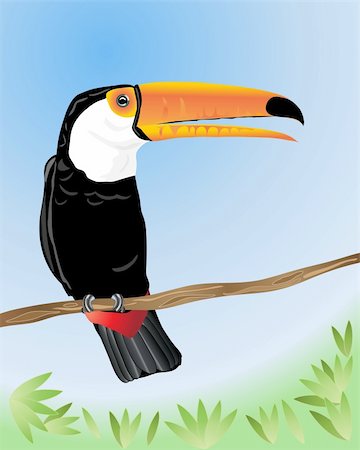 an illustration of a toco toucan sitting on a branch in a rainforest under a blue sky Photographie de stock - Aubaine LD & Abonnement, Code: 400-04286240