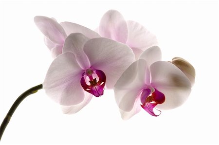 simsearch:400-04987156,k - White orchid on white Stock Photo - Budget Royalty-Free & Subscription, Code: 400-04286436