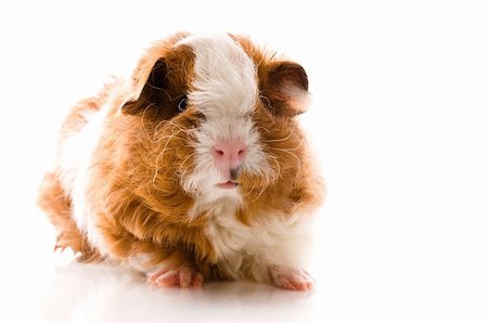 baby guinea pig. texel. isolated on the white Stock Photo - Budget Royalty-Free & Subscription, Code: 400-04286430