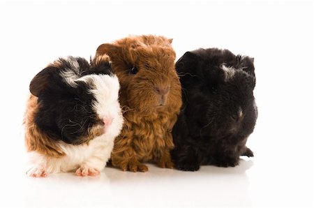 baby guinea pigs Stock Photo - Budget Royalty-Free & Subscription, Code: 400-04286447
