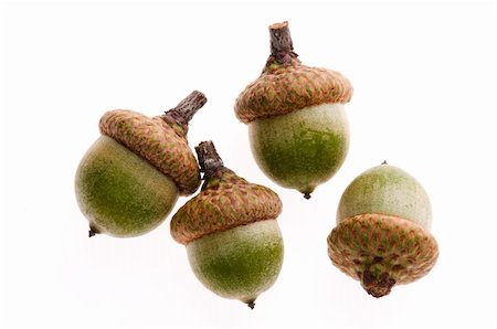 Acorns isolated on white Foto de stock - Super Valor sin royalties y Suscripción, Código: 400-04286443