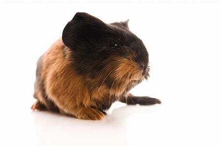 baby guinea pig Stock Photo - Budget Royalty-Free & Subscription, Code: 400-04286557