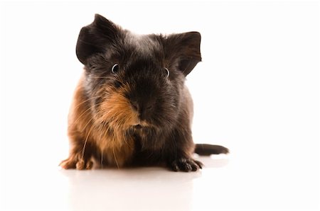 baby guinea pig Stock Photo - Budget Royalty-Free & Subscription, Code: 400-04286558