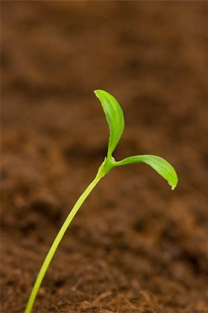 simsearch:628-02953568,k - One green seedling growing out of soil Photographie de stock - Aubaine LD & Abonnement, Code: 400-04286578