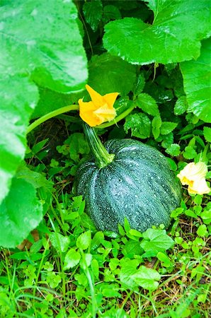 simsearch:400-04008520,k - Ripen pumpkin on the field Stock Photo - Budget Royalty-Free & Subscription, Code: 400-04286625