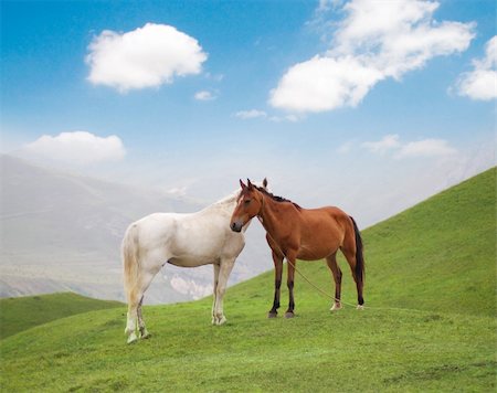 simsearch:832-03639828,k - White and brown horses on green grass in summer Stockbilder - Microstock & Abonnement, Bildnummer: 400-04286647
