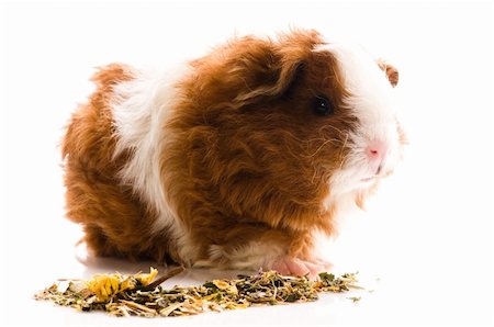 baby guinea pig. texel. isolated on the white Stock Photo - Budget Royalty-Free & Subscription, Code: 400-04286737