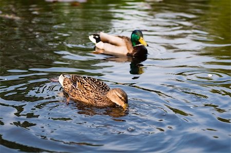 funny river animal - ducks in water of lake Stock Photo - Budget Royalty-Free & Subscription, Code: 400-04286733