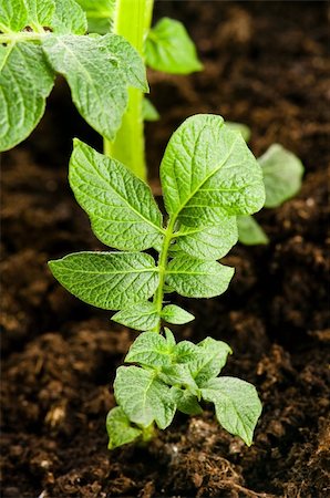 potatoes garden - growing potato. baby plant in soil Stock Photo - Budget Royalty-Free & Subscription, Code: 400-04286740