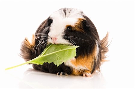 simsearch:400-05321831,k - guinea pig isolated on the white background. coronet Stock Photo - Budget Royalty-Free & Subscription, Code: 400-04286742