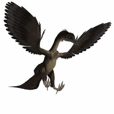 simsearch:400-04793730,k - Dinosaur Archaeopteryx. 3D rendering with clipping path and shadow over white Foto de stock - Royalty-Free Super Valor e Assinatura, Número: 400-04286814
