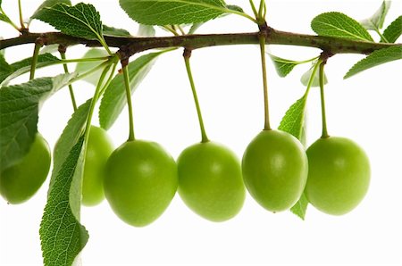 simsearch:400-07629553,k - growing green plums isolated on the white Fotografie stock - Microstock e Abbonamento, Codice: 400-04287091