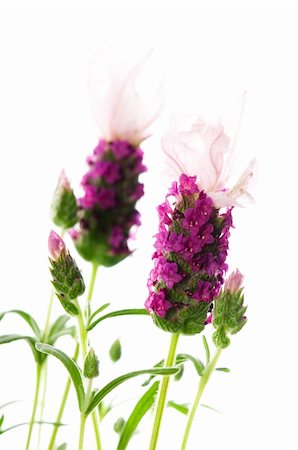 simsearch:400-03928421,k - lavender flower on the white background Stockbilder - Microstock & Abonnement, Bildnummer: 400-04287093