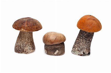 stipe - Three mushrooms stand insulated on white background Stock Photo - Budget Royalty-Free & Subscription, Code: 400-04287402