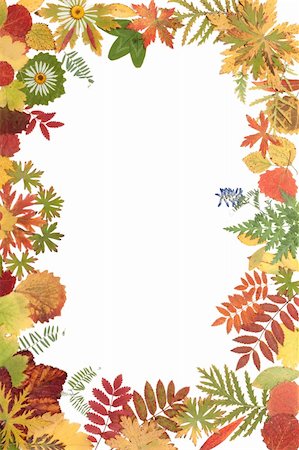 fall aspen leaves - Frame on white background from autumn sheet Stock Photo - Budget Royalty-Free & Subscription, Code: 400-04287435