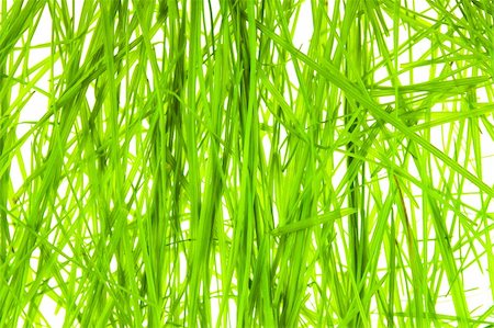 simsearch:400-05316370,k - green grass on white background Stock Photo - Budget Royalty-Free & Subscription, Code: 400-04287567