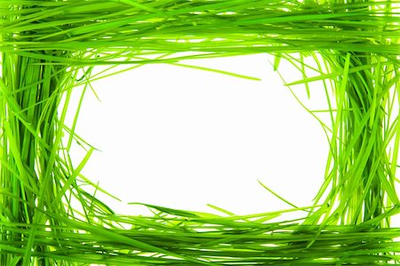 simsearch:400-05362449,k - green grass on white background Photographie de stock - Aubaine LD & Abonnement, Code: 400-04287569