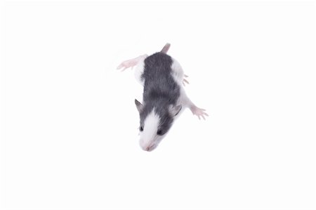 simsearch:400-04719873,k - rat isolated on white background Stock Photo - Budget Royalty-Free & Subscription, Code: 400-04287592