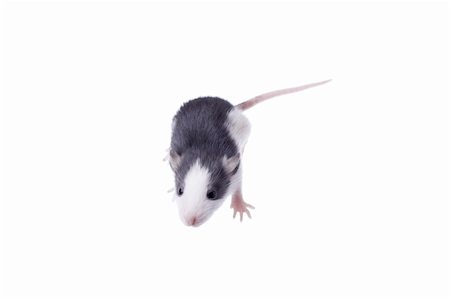 simsearch:400-04719873,k - rat isolated on white background Stock Photo - Budget Royalty-Free & Subscription, Code: 400-04287593