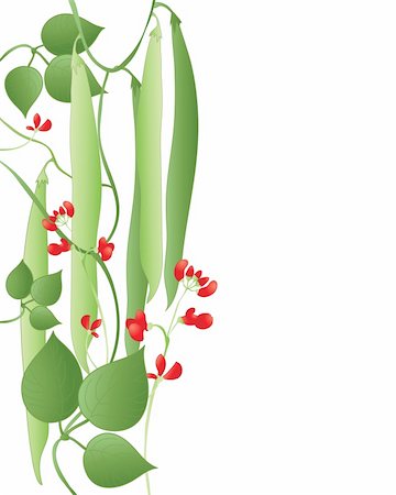 scarlet runner bean - an illustration of runner beans with scarlet flowers and green leaves on a white background Stock Photo - Budget Royalty-Free & Subscription, Code: 400-04287782