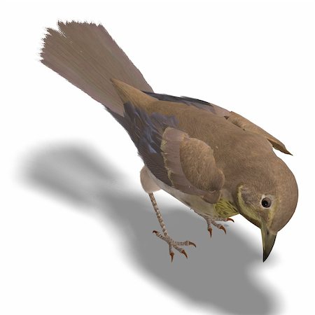 simsearch:400-04793730,k - Bird Swainson's Thrush. 3D rendering with clipping path and shadow over white Foto de stock - Royalty-Free Super Valor e Assinatura, Número: 400-04287936