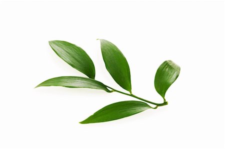 simsearch:400-04791546,k - Green leaf isolated on the white background Stock Photo - Budget Royalty-Free & Subscription, Code: 400-04288218