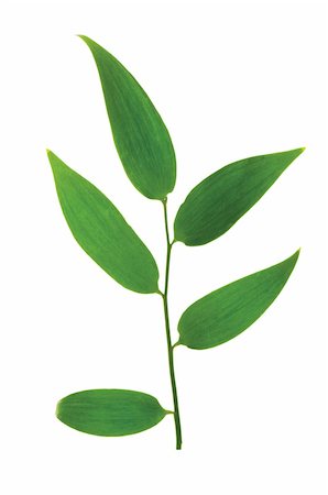 simsearch:400-04791546,k - Green leaf isolated on the white background Stock Photo - Budget Royalty-Free & Subscription, Code: 400-04288222