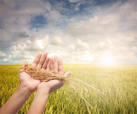 hand holding harvested paddy during early morning field Stock Photo - Budget Royalty-Free & Subscription, Code: 400-04288457