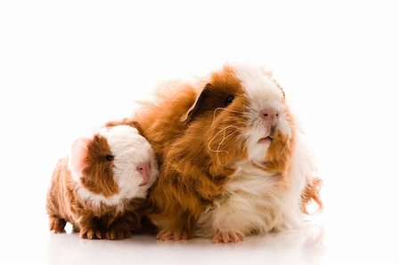 guinea pigs on the white Stock Photo - Budget Royalty-Free & Subscription, Code: 400-04288458