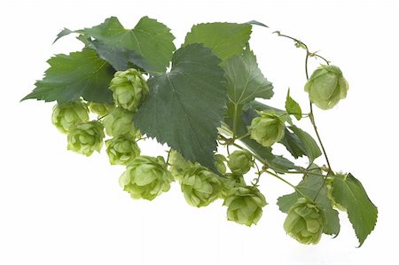 simsearch:400-05691274,k - Detail of hop cone and leaves on white background Photographie de stock - Aubaine LD & Abonnement, Code: 400-04288466