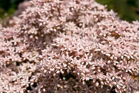 simsearch:400-05245245,k - beautiful flowers sedum Foto de stock - Super Valor sin royalties y Suscripción, Código: 400-04288559