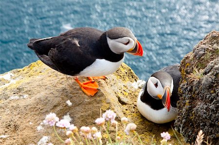 Colorful puffins on the rock - Iceland Photographie de stock - Aubaine LD & Abonnement, Code: 400-04288841