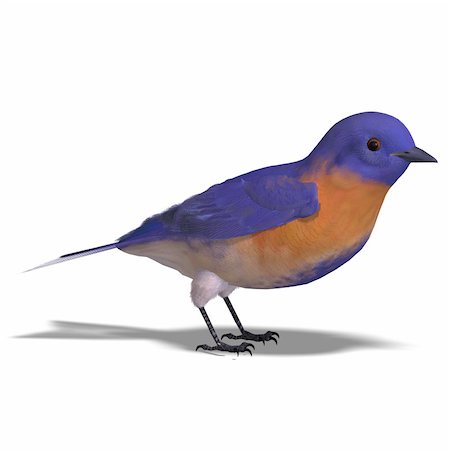 simsearch:400-04793730,k - Bird Male Western Bluebird. 3D rendering with clipping path and shadow over white Foto de stock - Royalty-Free Super Valor e Assinatura, Número: 400-04289004