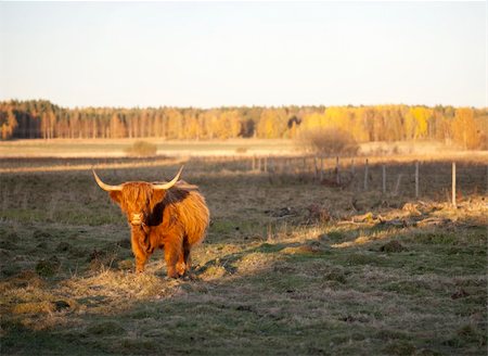 scottish cattle - Scottish Highland cow grazing in evening sunlight Stock Photo - Budget Royalty-Free & Subscription, Code: 400-04289027