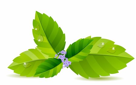 simsearch:400-05691274,k - Fresh green mint leaves isolated on white background Photographie de stock - Aubaine LD & Abonnement, Code: 400-04289046
