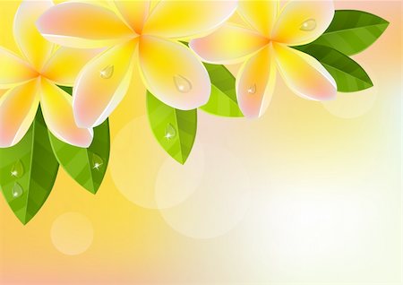 simsearch:400-08047111,k - Tropic orange background with frangipani and green leaves Stock Photo - Budget Royalty-Free & Subscription, Code: 400-04289047