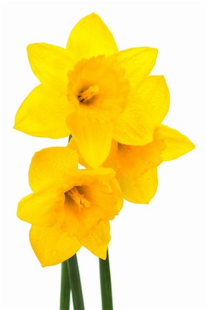 Beautiful yellow narcissus on a white background Fotografie stock - Microstock e Abbonamento, Codice: 400-04289295
