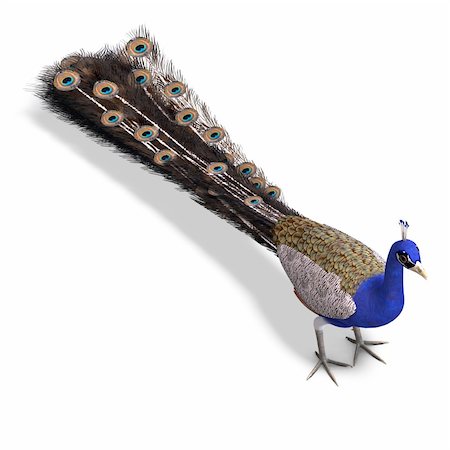 simsearch:400-04793730,k - gorgeous male peacock. 3D rendering with clipping path and shadow over white Foto de stock - Royalty-Free Super Valor e Assinatura, Número: 400-04289321