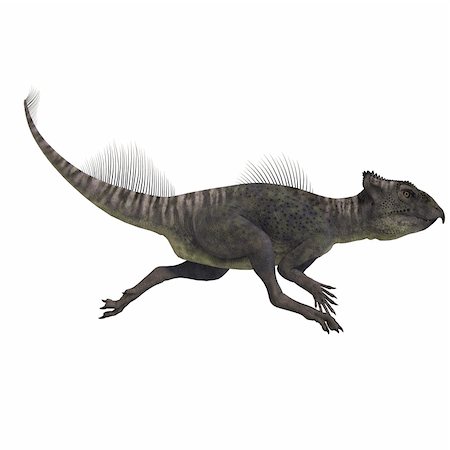 palaeontology - Dinosaur Archaeoceratops. 3D rendering with clipping path and shadow over white Stock Photo - Budget Royalty-Free & Subscription, Code: 400-04289322