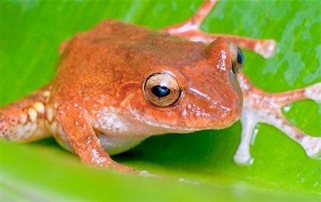 close up shot of an orange frog Stock Photo - Budget Royalty-Free & Subscription, Code: 400-04289667